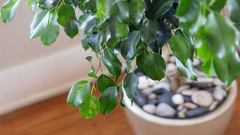 Plantas que absorben la humedad: guía para mantener tus espacios secos 11 image 9