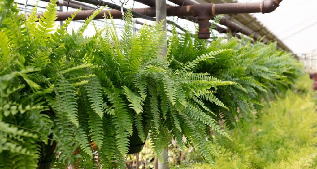 Plantas que absorben la humedad: guía para mantener tus espacios secos 3 image