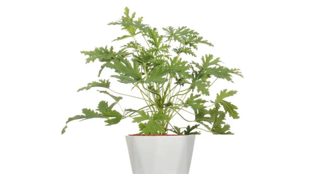 Plantas que ahuyentan los mosquitos de tu jardín 3 Citronela ahuyentador mosquitos