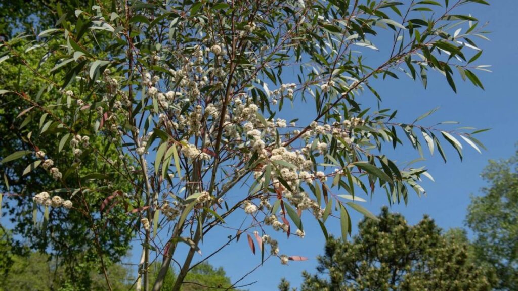 Plantas que ahuyentan los mosquitos de tu jardín 10 Eucalipto arbol