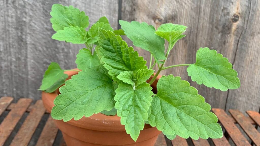 Plantas que ahuyentan los mosquitos de tu jardín 9 Hierba gatera mosquitos