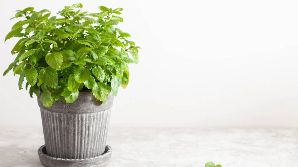 Plantas que ahuyentan los mosquitos de tu jardín 12 Planta maceta melisa