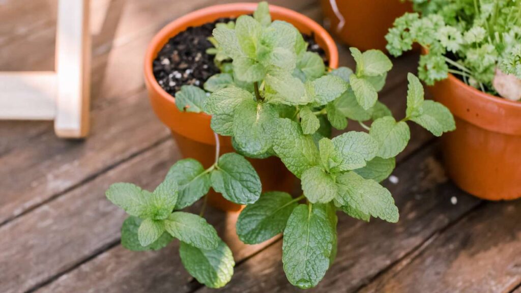 Plantas que ahuyentan los mosquitos de tu jardín 6 Menta maceta