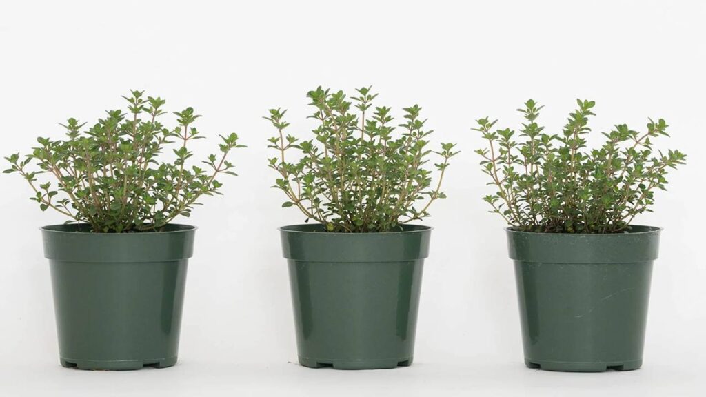 Plantas que ahuyentan los mosquitos de tu jardín 11 Tomillo limon ahuyenta mosquitos