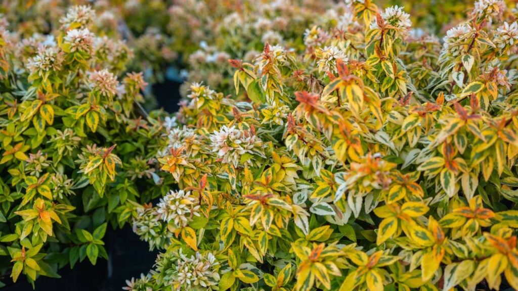 Arbustos de flores amarillas: un toque luminoso para tu jardín 9 Abelia × grandiflora ‘Kaleidoscope