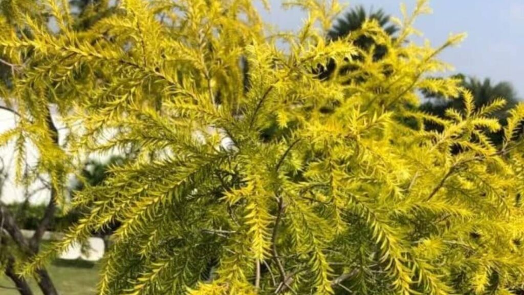 Arbustos de flores amarillas: un toque luminoso para tu jardín 7 Callistemon citrinus ‘Yellow