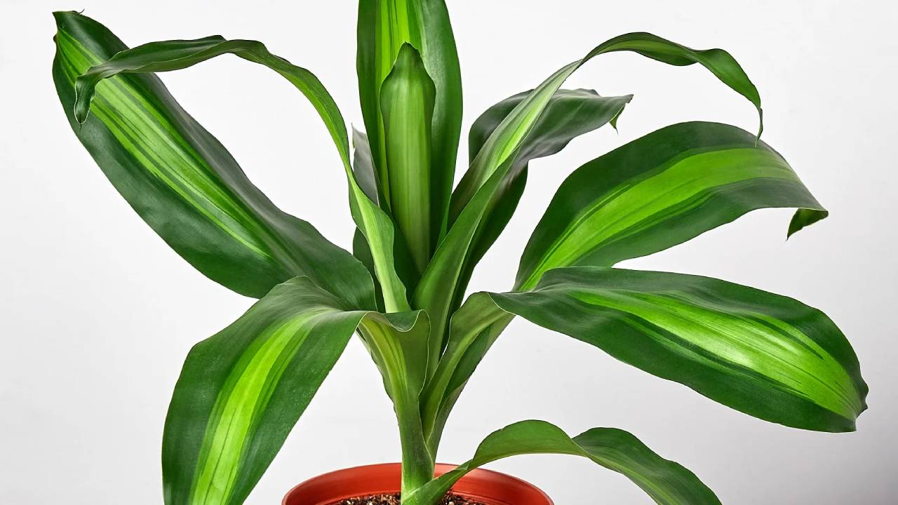 Cómo trasplantar un tronco de Brasil: guía paso a paso 2 Dracaena fragrans ‘Massangeana’