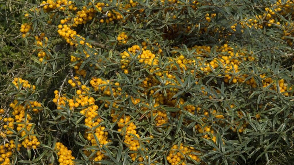 Arbustos de flores amarillas: un toque luminoso para tu jardín 10 Espino amarillo Hippophae rhamnoides