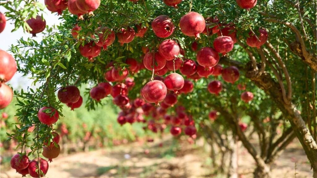 Top árboles para terrazas a pleno Sol 5 Granado Punica granatum