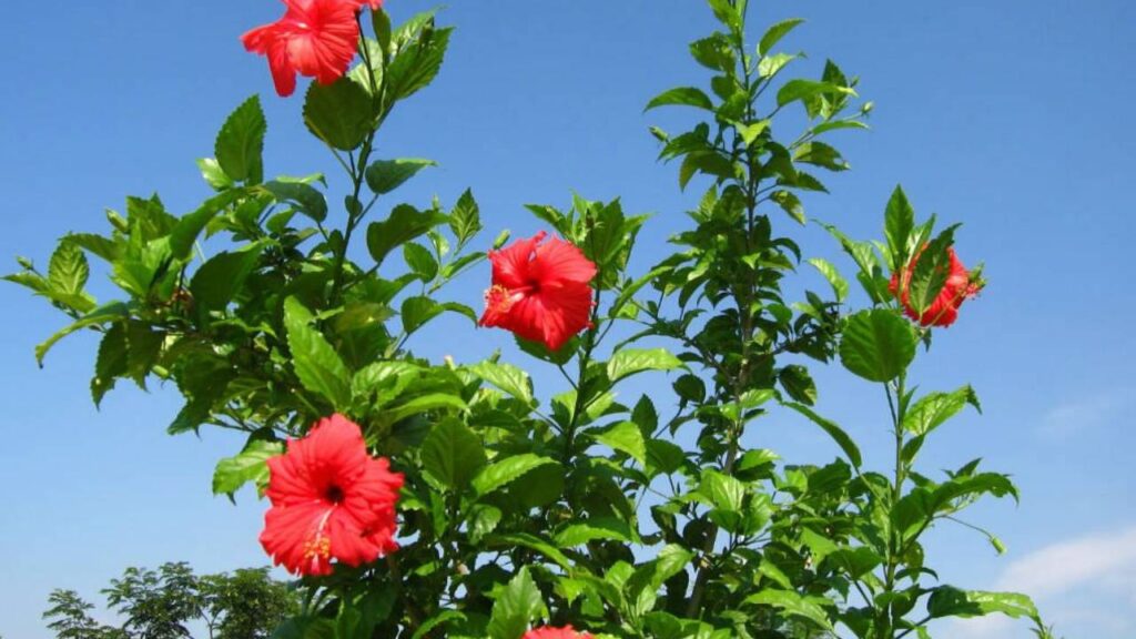 Top árboles para terrazas a pleno Sol 6 Hibisco Hibiscus rosa sinensis