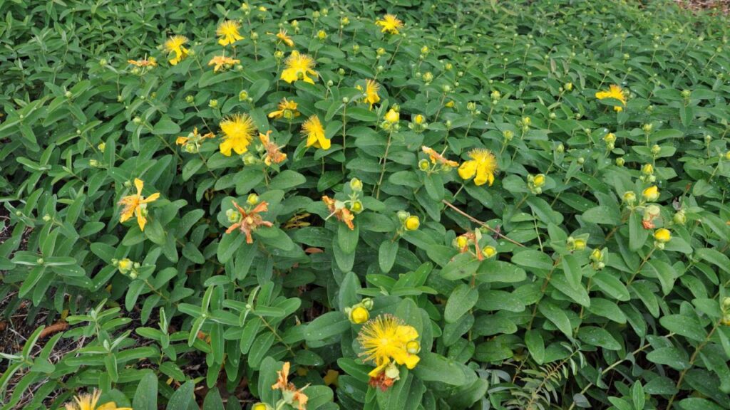 Arbustos de flores amarillas: un toque luminoso para tu jardín 6 planta Hypericum calycinum