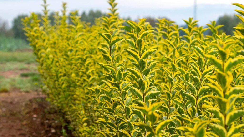 Arbustos de flores amarillas: un toque luminoso para tu jardín 8 Ligustrum ovalifolium ‘Aureum