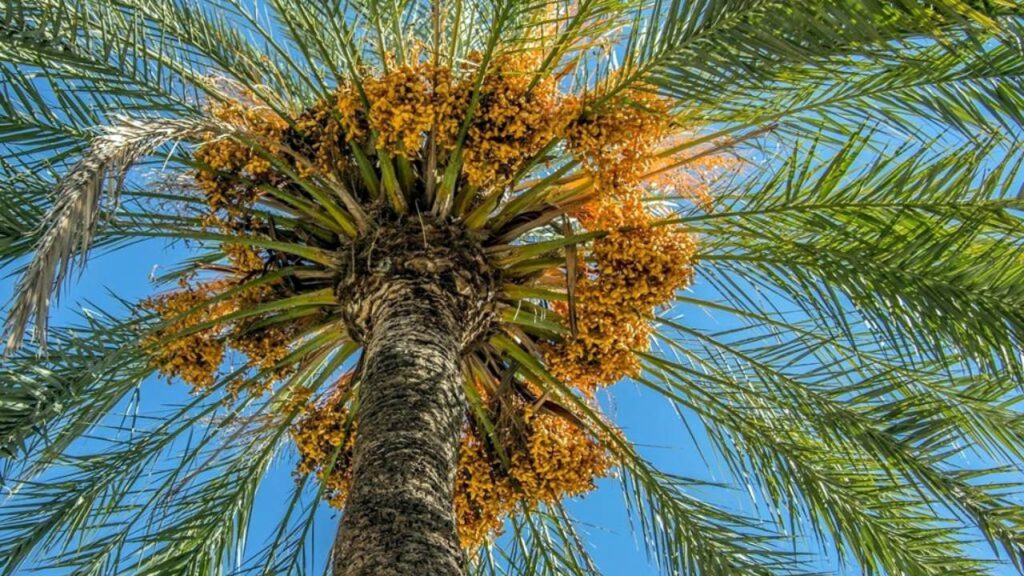 Top árboles para terrazas a pleno Sol 12 Palmera datilera Phoenix dactylifera