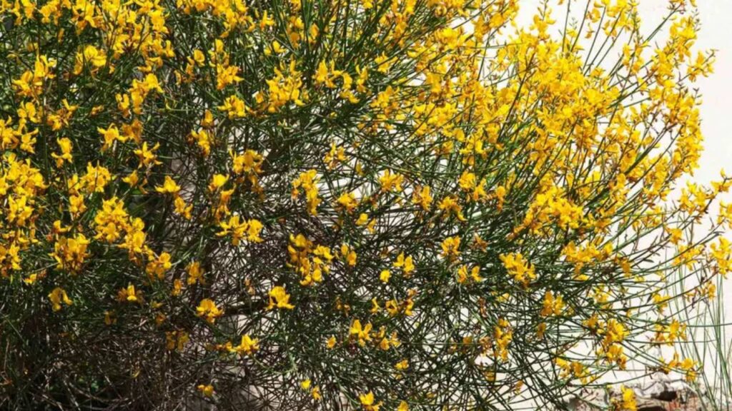 Arbustos de flores amarillas: un toque luminoso para tu jardín 5 Retama amarilla