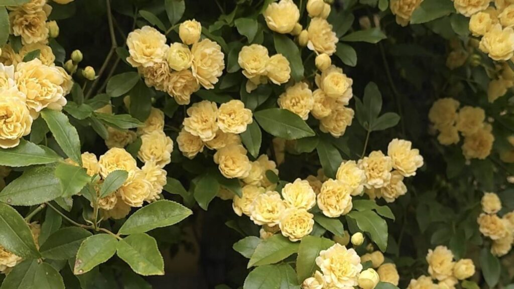 Arbustos de flores amarillas: un toque luminoso para tu jardín 11 Rosa banksiae ‘Lutea