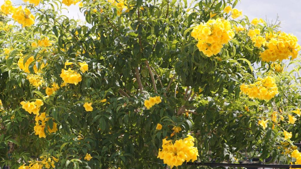 Arbustos de flores amarillas: un toque luminoso para tu jardín 12 Tecoma stans Gualanday