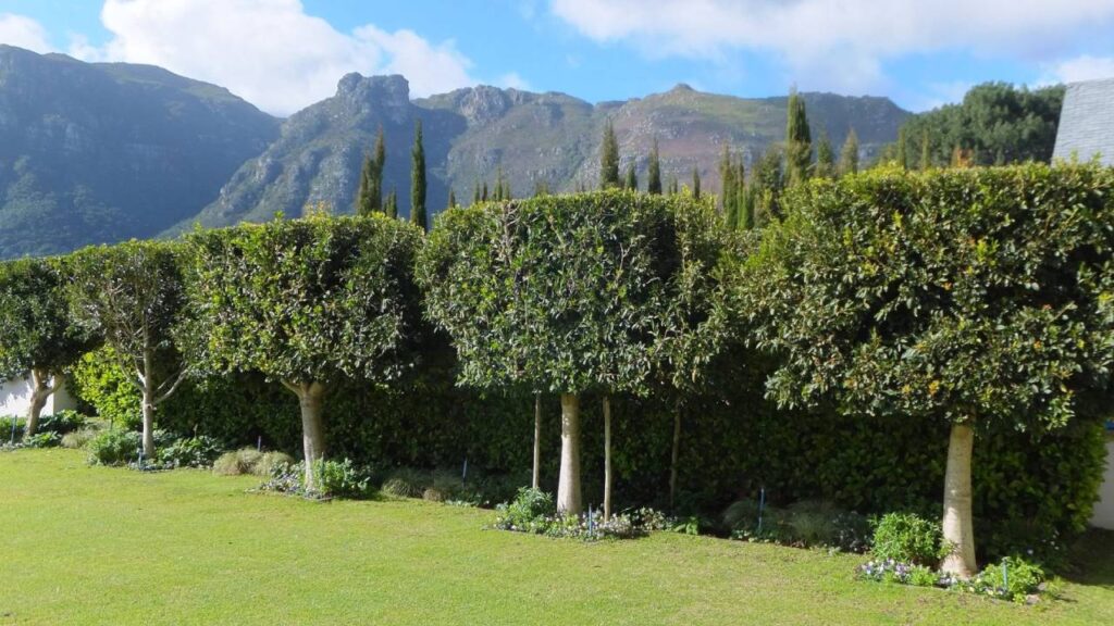 10 ideas para crear sombra en el jardín 3 Setos altos que protegen del Sol, generan sombra y dan privacidad
