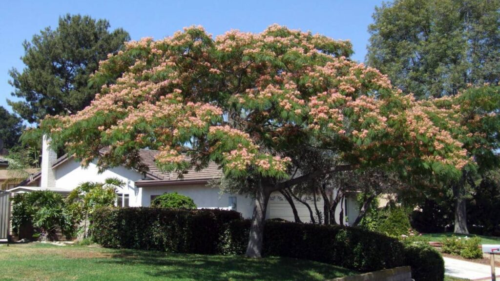 Árboles de crecimiento rápido y poca agua 9 Albizia julibrissin Acacia de Constantinopla