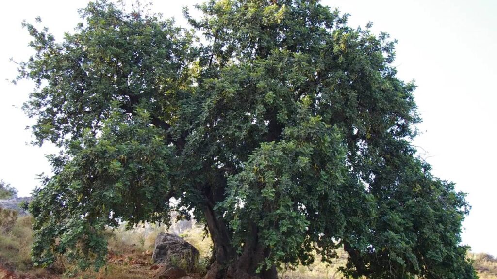 Árboles de crecimiento rápido y poca agua 6 Ceratonia siliqua algarrobo