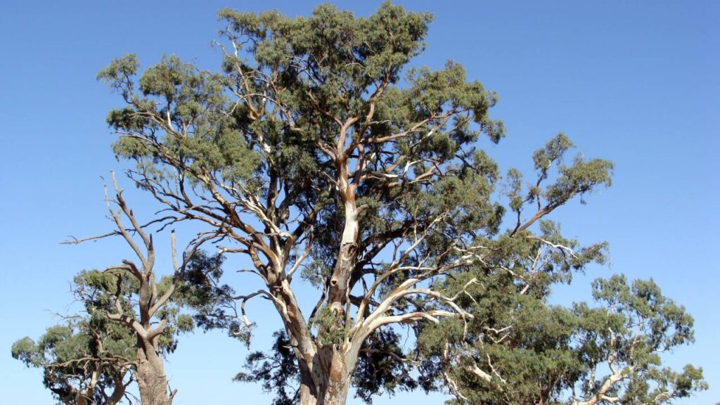 Árboles de crecimiento rápido y poca agua 10 Eucalyptus camaldulensis Eucalipto rojo
