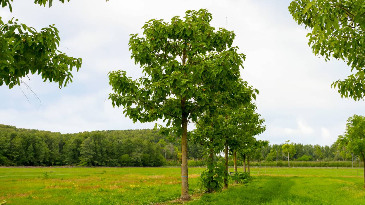 Árboles de crecimiento rápido y poca agua 2 Paulownia tomentosa