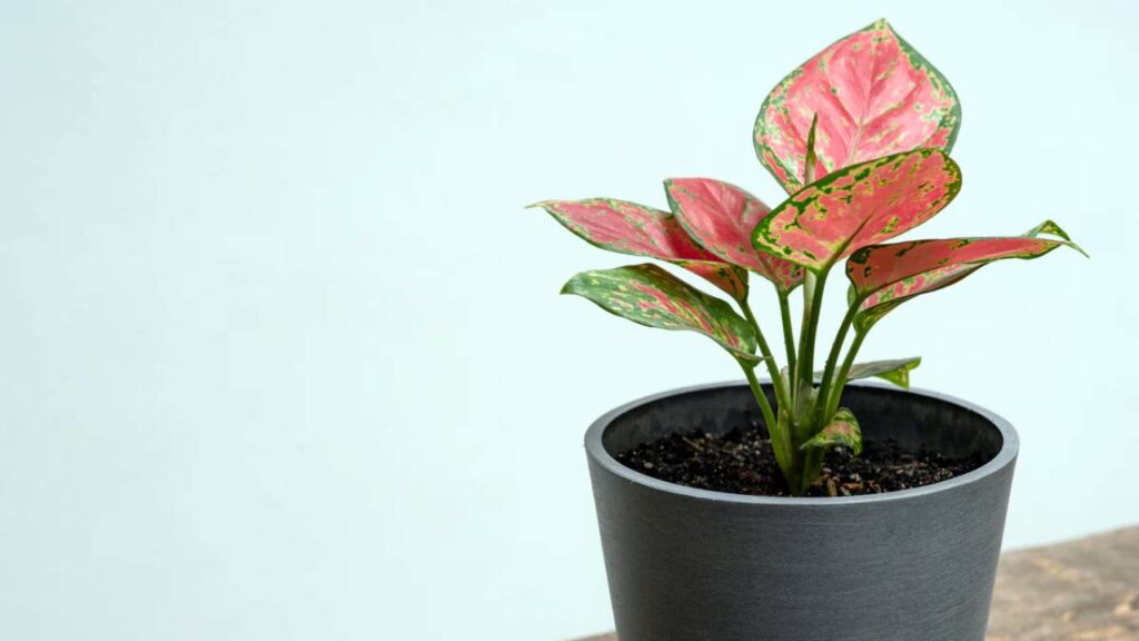 Top plantas purificadoras de aire para nuestro hogar 12 Aglaonema planta purificadora
