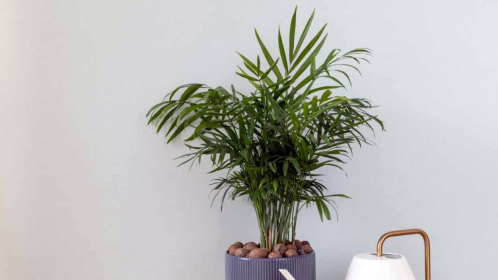 Top plantas purificadoras de aire para nuestro hogar 4 Chamaedorea elegans