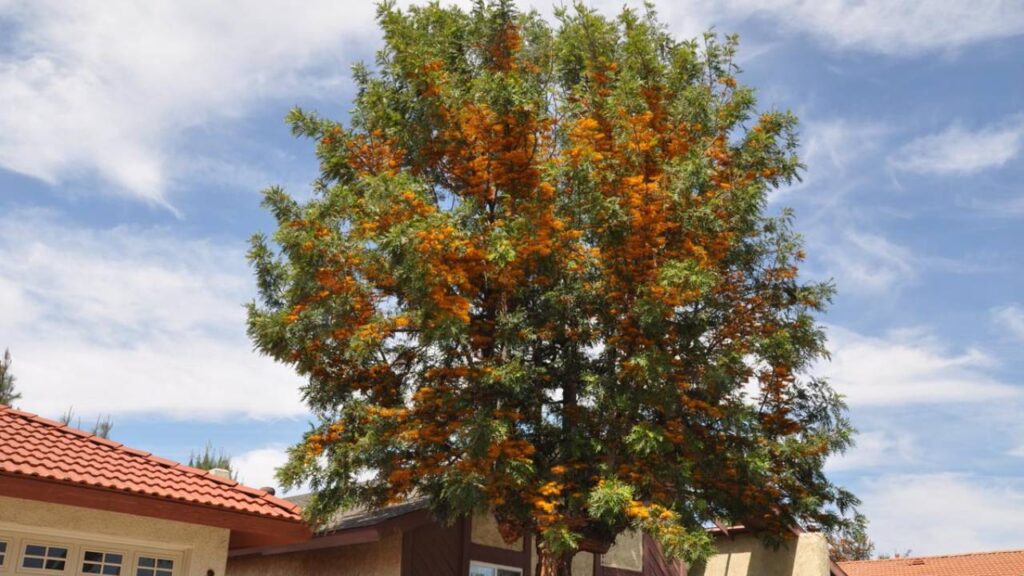 Grevillea robusta (roble sedoso), un árbol de flores anaranjadas 3 Grevillea robusta roble sedoso