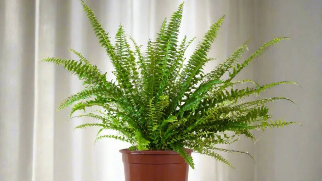 Top plantas purificadoras de aire para nuestro hogar 7 Helecho de Boston maceta