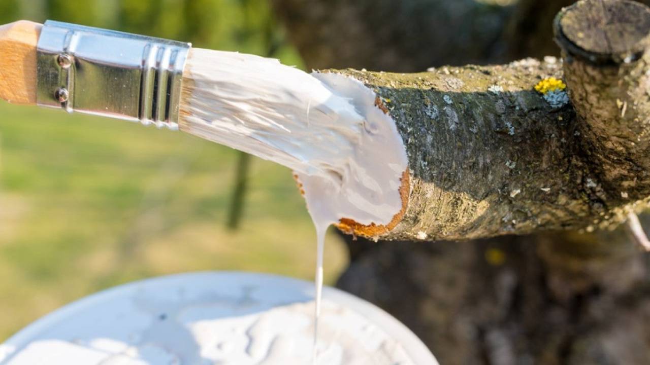 Pasta cicatrizante para podas: lo que debes tener en cuenta 2 Pasta cicatrizante para podas