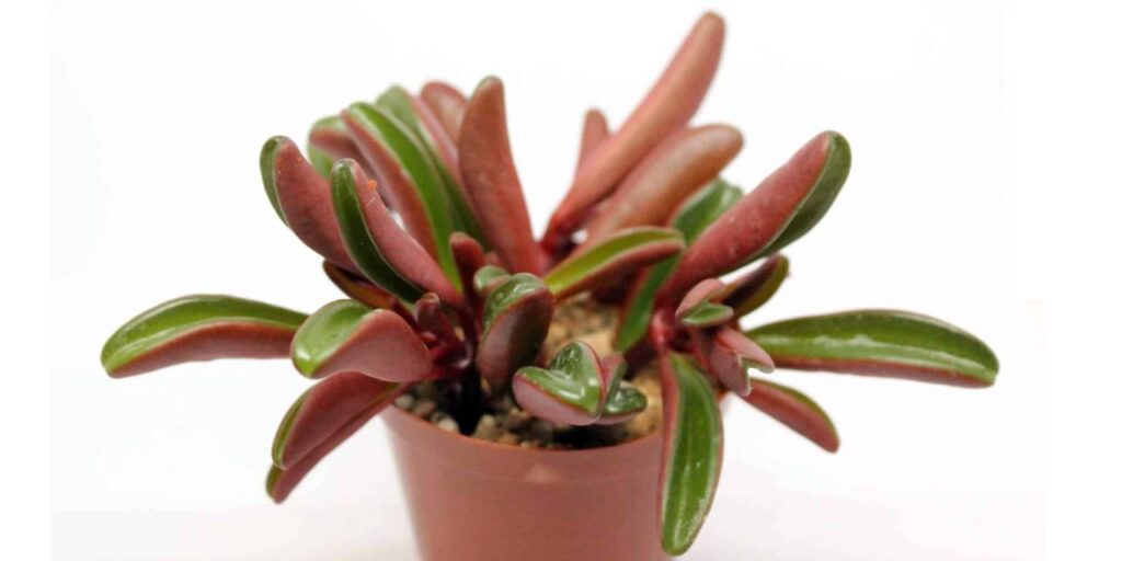 Top plantas suculentas para interiores con poca luz 7 Peperomia graveolens planta en maceta