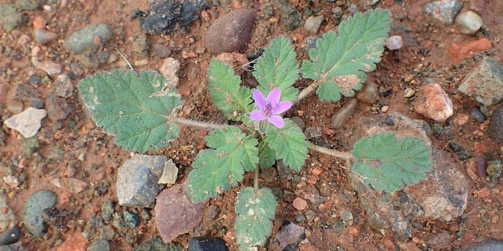Erodium malacoides, la planta silvestre que sobrevive donde otras no pueden 3 Planta Erodium malacoides