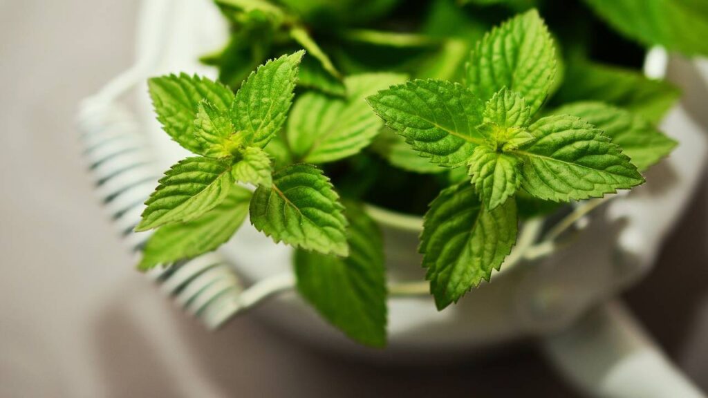 10 plantas ideales para ubicar en la cocina 7 Planta menta