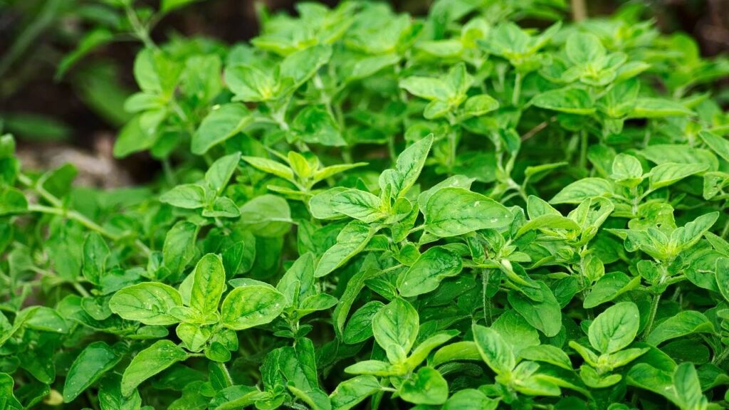 10 plantas ideales para ubicar en la cocina 9 Planta oregano