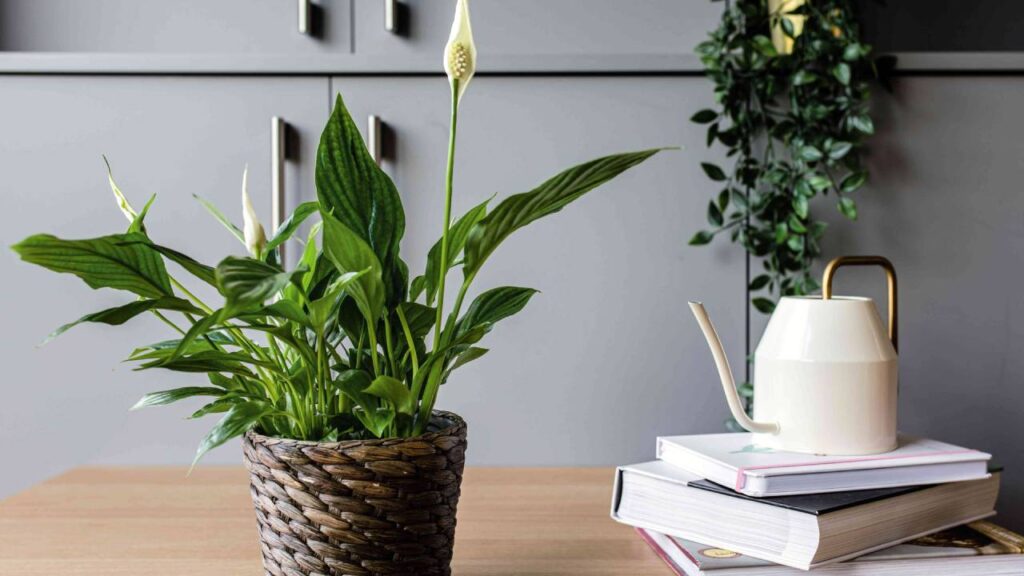 Top plantas purificadoras de aire para nuestro hogar 3 Spathiphyllum planta en maceta