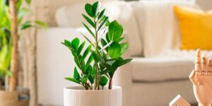 planta Zamioculca en maceta