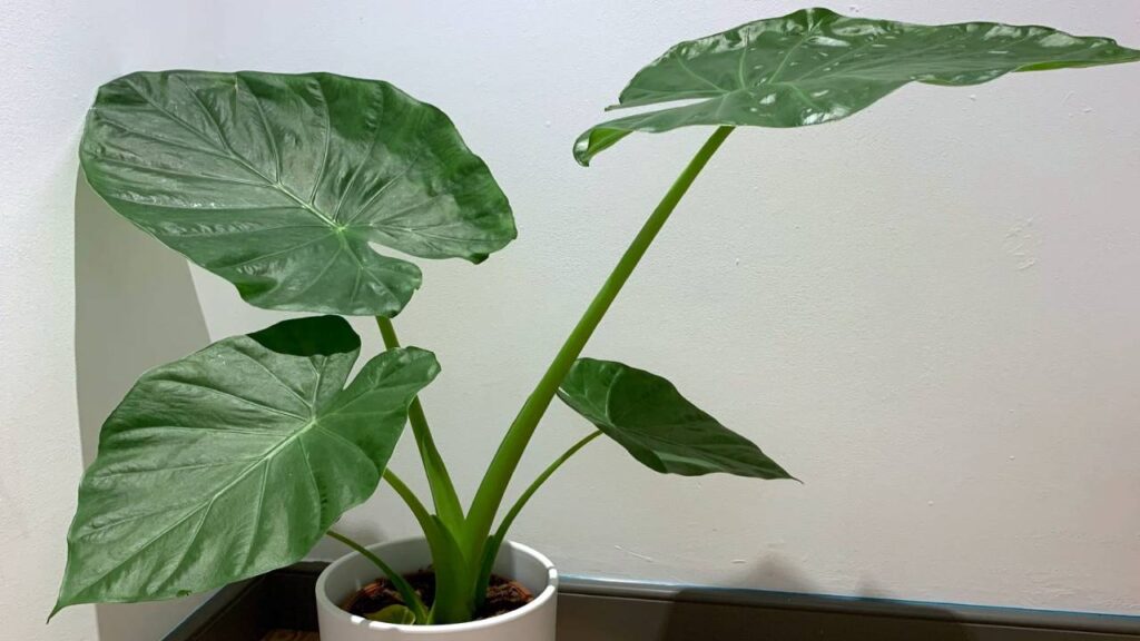 Plantas parecidas a la platanera: 10 opciones tropicales para tu hogar y jardín 10 Alocasia macrorrhiza