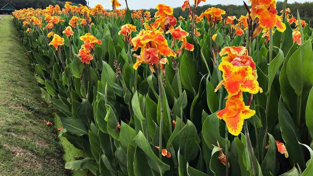 Plantas parecidas a la platanera: 10 opciones tropicales para tu hogar y jardín 6 Canna indica caña de las indias