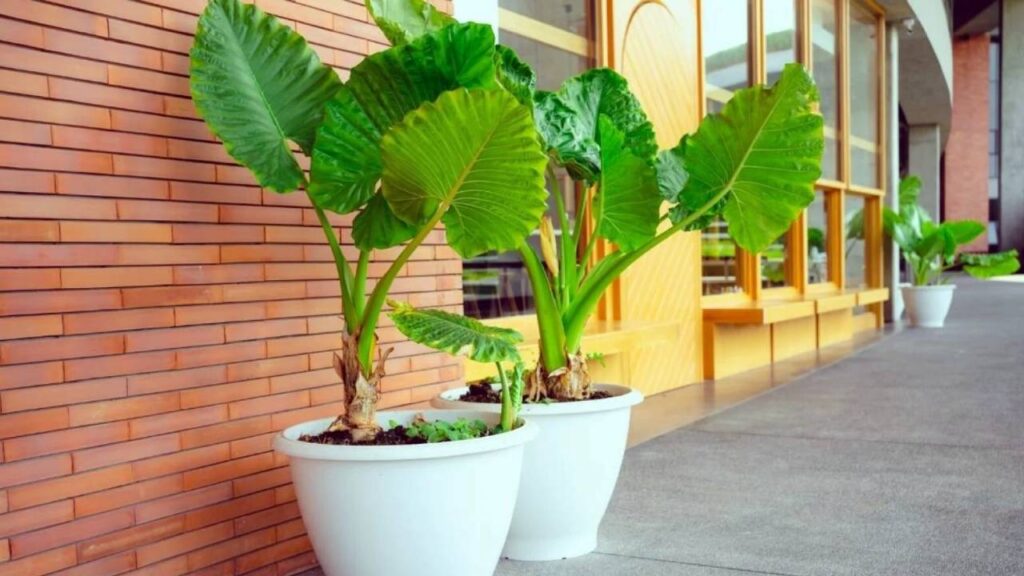 Plantas parecidas a la platanera: 10 opciones tropicales para tu hogar y jardín 9 Colocasia esculenta