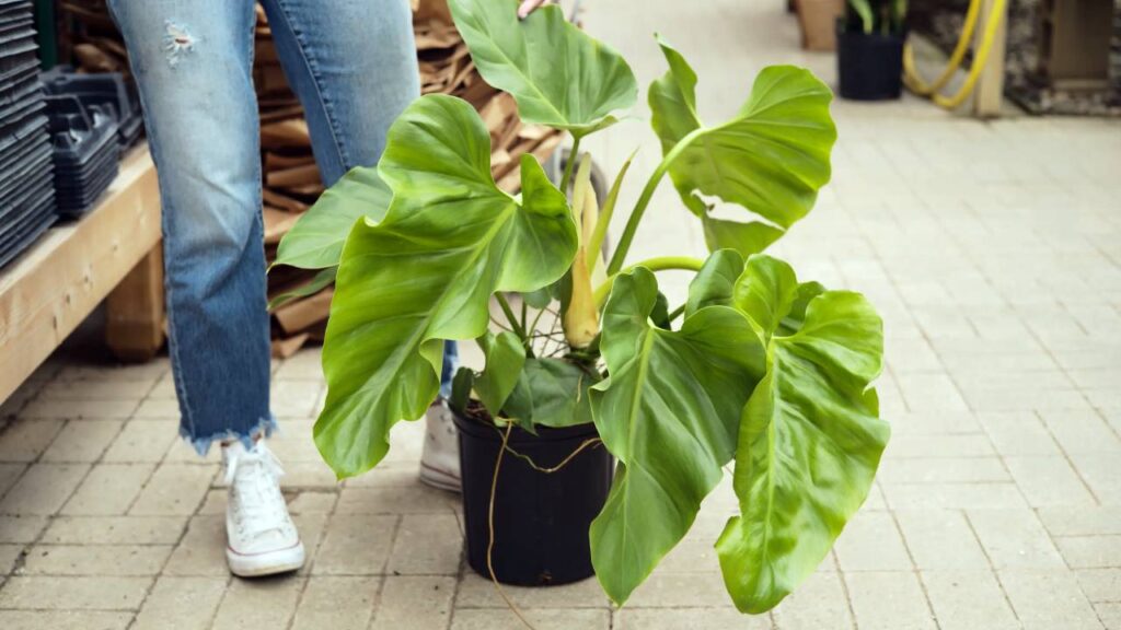 Plantas parecidas a la platanera: 10 opciones tropicales para tu hogar y jardín 7 Philodendron giganteum