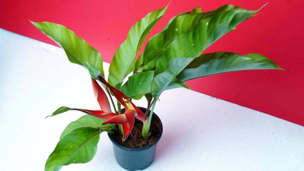 Plantas parecidas a la platanera: 10 opciones tropicales para tu hogar y jardín 4 Planta Heliconia